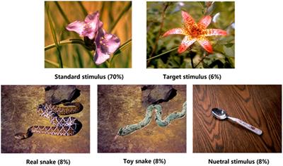 Mechanisms of False Alarm in Response to Fear Stimulus: An Event-Related Potential Study